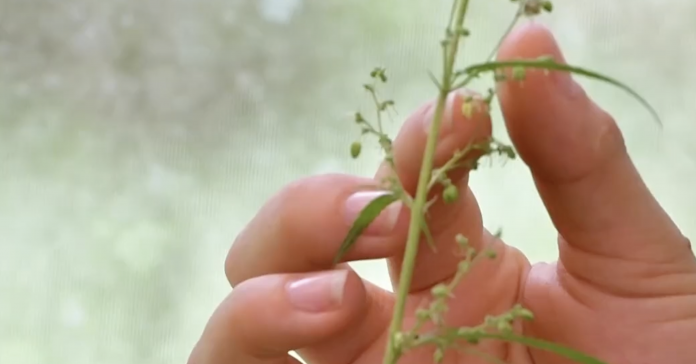 Costa Rica busca legalizar la marihuana