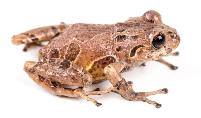 Científicos descubren seis nuevas especias de ranas de lluvia en Ecuador