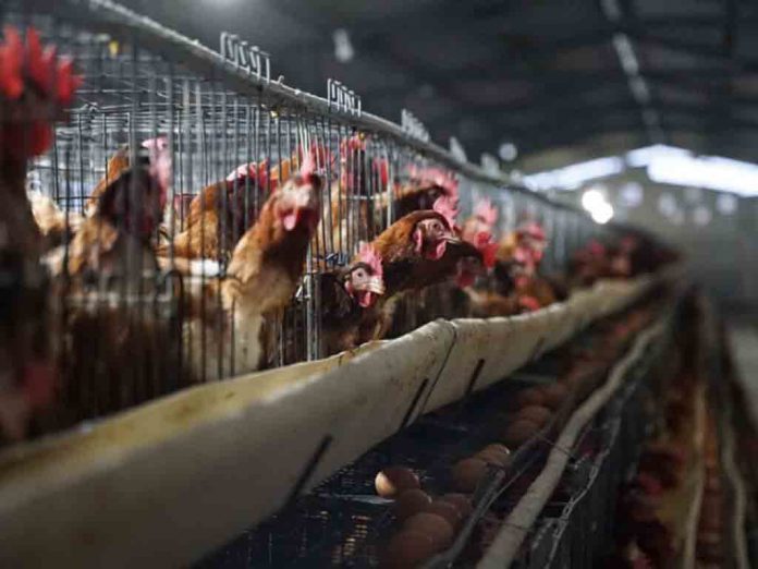 Grupo de gallinas encerradas en sus corrales.