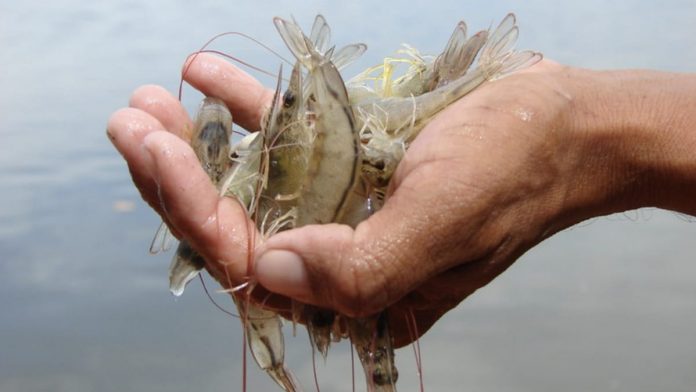 Camarones